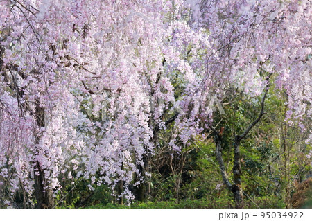 春のシダレザクラまつり（東谷山フルーツパーク　愛知県 名古屋市 守山区） 95034922