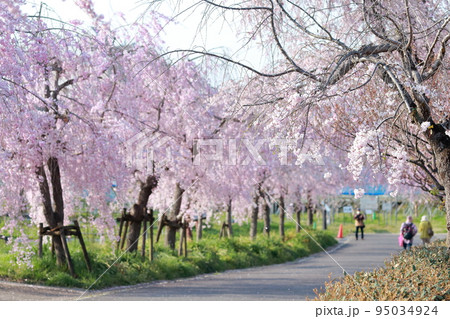 春の並木さくらを楽しむ観光客（東谷山フルーツパーク　愛知県 名古屋市 守山区） 95034924