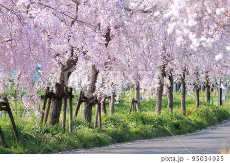 園内の桜並木、シダレザクラまつり（東谷山フルーツパーク　愛知県 名古屋市 守山区） 95034925