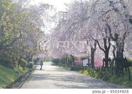 園内の桜並木、シダレザクラまつり(東谷山フルーツパーク 愛知県 名古屋市 守山区) 園内の桜並木、シダレザクラまつり(東谷山フルーツパーク 愛知県 名古屋市 守山区) 95034926