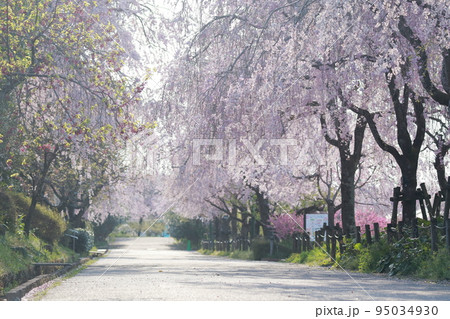 園内の桜並木、シダレザクラまつり(東谷山フルーツパーク 愛知県 名古屋市 守山区) 園内の桜並木、シダレザクラまつり(東谷山フルーツパーク 愛知県 名古屋市 守山区) 95034930