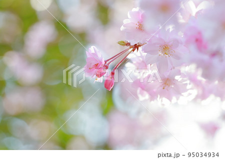 桜のアップ 春のシダレザクラまつり(東谷山フルーツパーク 愛知県 名古屋市 守山区) 桜のアップ 春のシダレザクラまつり(東谷山フルーツパーク 愛知県 名古屋市 守山区) 95034934