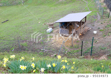 ヤギの小屋とスイセン(長野県 上水内郡 小川村) ヤギの小屋とスイセン(長野県 上水内郡 小川村) 95034973