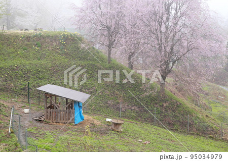ヤギの小屋と山桜、スイセン(長野県 上水内郡 小川村) ヤギの小屋と山桜、スイセン(長野県 上水内郡 小川村) 95034979