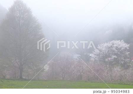 もやの中の山桜（長野県 小川村　番所の桜周辺） 95034983
