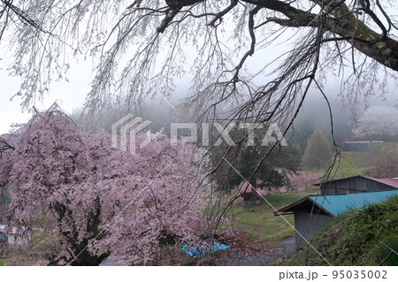 里山に咲くベニシダレサクラ(番所の桜 長野県 小川村) 里山に咲くベニシダレサクラ(番所の桜 長野県 小川村) 95035002