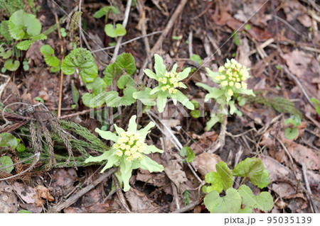 春を告げる山菜　フキノトウ 95035139