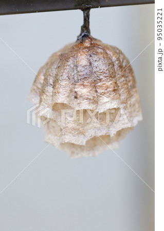 蜂の巣　アシナガバチ 95035221