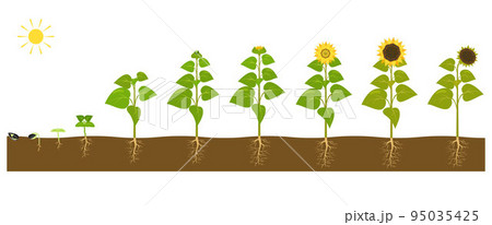 The process of growing a sunflower from seed to ripe plant. 95035425
