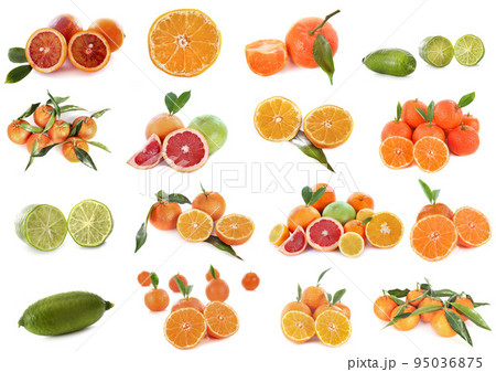 citrus fruits in studio 95036875
