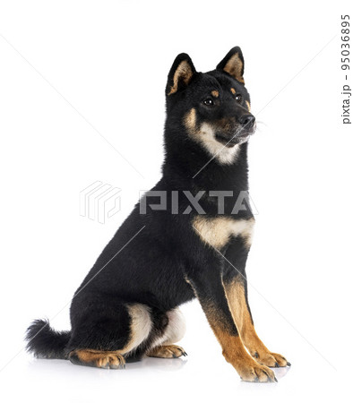 shiba inu in studio shiba inu in studio 95036895