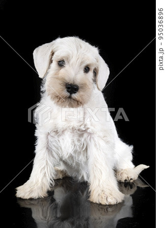 puppy miniature schnauzer in studio 95036896