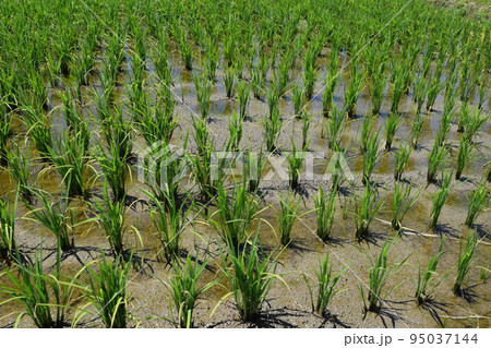 田植え1ヶ月後の水田 田植え1ヶ月後の水田 95037144