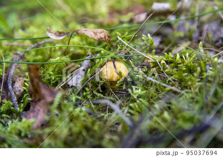 Close up of fresh golden chanterelles in moss wood dirt in forest vegetation. Group of yellow cap edible mushrooms growing among trees in Sweden. Nature scenery of autumn ground, outdoor nature Close up of fresh golden chanterelles in moss wood dirt in forest vegetation. Group of yellow cap edible mushrooms growing among trees in Sweden. Nature scenery of autumn ground, outdoor nature 95037694