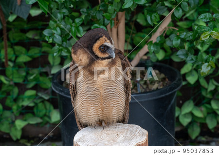 森の賢者　フクロウ 95037853