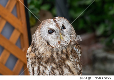 森の賢者　フクロウ 95037855