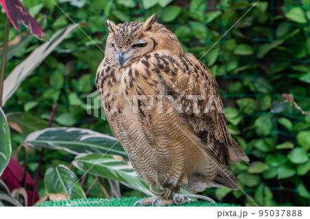 森の賢者　フクロウ 95037888