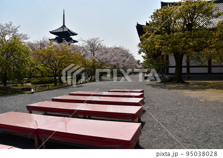 日本の京都府の京都市 春の東寺 満開の桜と国宝の五重塔 敷地内で営業する茶屋の赤い長椅子 日本の京都府の京都市 春の東寺 満開の桜と国宝の五重塔 敷地内で営業する茶屋の赤い長椅子 95038028