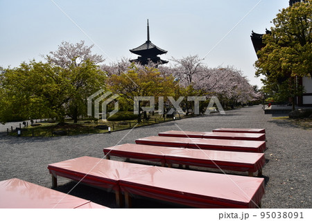 日本の京都府の京都市 春の東寺 満開の桜と国宝の五重塔 敷地内で営業する茶屋の赤い長椅子 日本の京都府の京都市 春の東寺 満開の桜と国宝の五重塔 敷地内で営業する茶屋の赤い長椅子 95038091