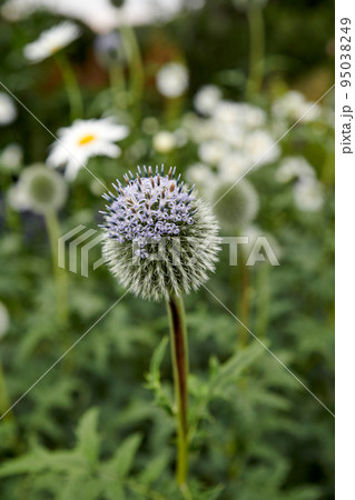One purple globe thistle flower growing in a garden. Beautiful outdoor echinops perennial flowering plant with a green stem and leaves growing outdoor in a park or backyard in spring season One purple globe thistle flower growing in a garden. Beautiful outdoor echinops perennial flowering plant with a green stem and leaves growing outdoor in a park or backyard in spring season 95038249