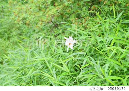 ササユリの花 ササユリの花 95039172