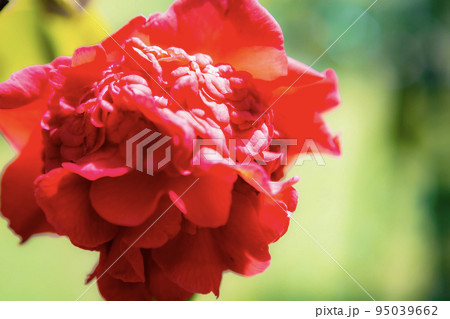 一輪の紅椿の花をクローズアップ 一輪の紅椿の花をクローズアップ 95039662