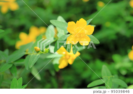 キンシバイの花 95039846