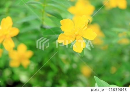 キンシバイの花 95039848