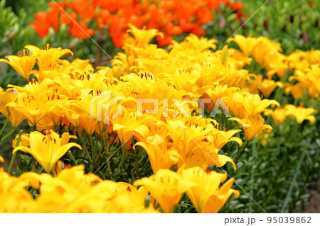 ユリの花 95039862