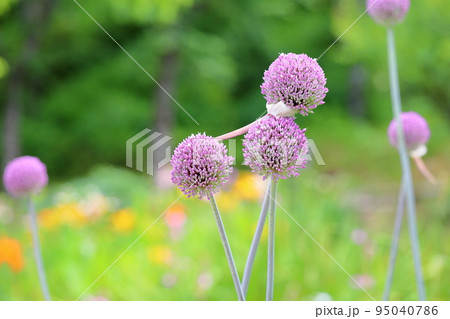 アリュウムギガンチウムの花 95040786