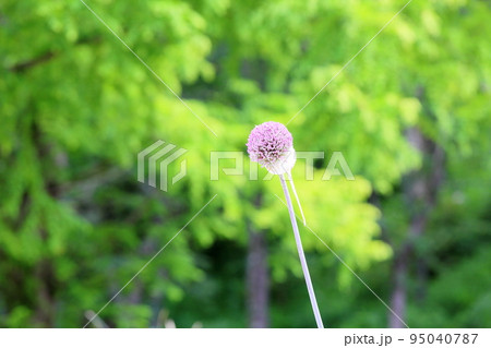 アリュウムギガンチウムの花 95040787