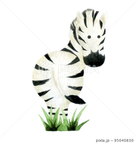 watercolor drawing. cute zebra character. isolated on white background animal zebra. drawing for children forest animals, zoo 95040830