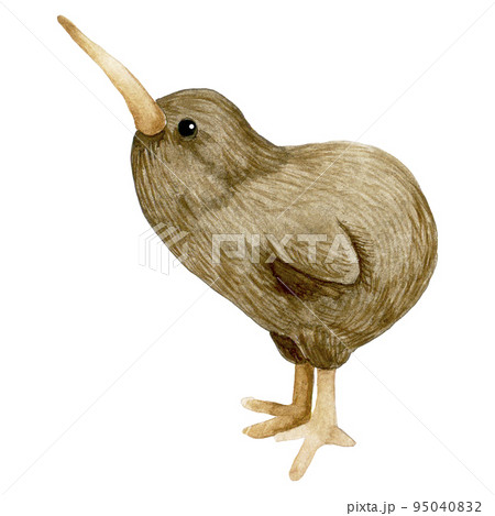 watercolor drawing cute kiwi bird. illustrationのイラスト素材