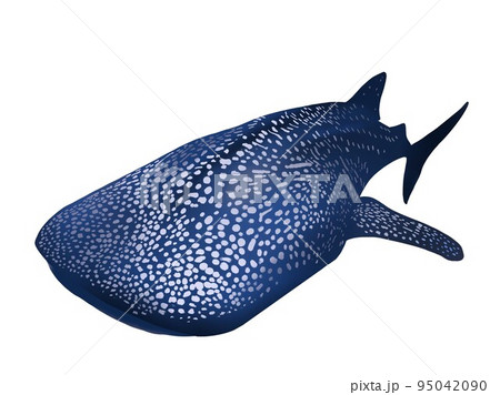 ジンベイザメ単品白背景 95042090