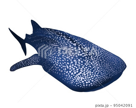 ジンベイザメ単品左向き 95042091