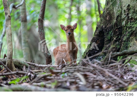 ヤクシカの子ども　警戒　世界自然遺産屋久島(夏 95042296