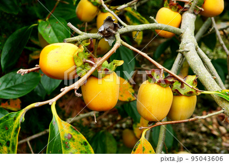 和歌山　鈴なりの串柿ようの柿 95043606