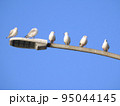 街灯に留まる6羽のユリカモメ 95044145