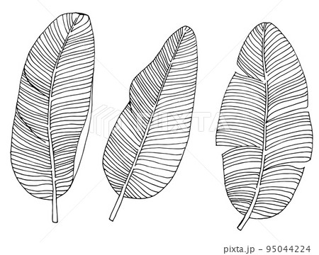 banana leaf drawing