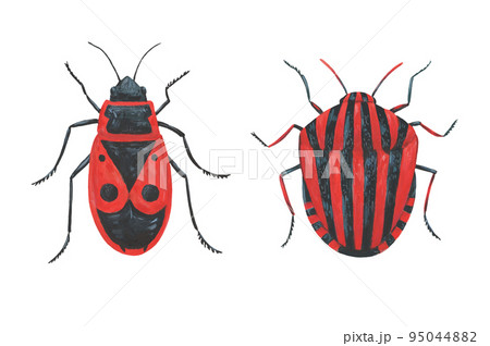 Pyrrhocoris apterus and Graphosoma lineatum, red bugs. Hand painted illustration isolated on white background 95044882