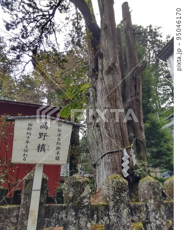 高野槙 95046170