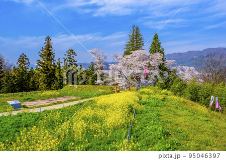 菜の花と桜咲く名胡桃城址 菜の花と桜咲く名胡桃城址 95046397