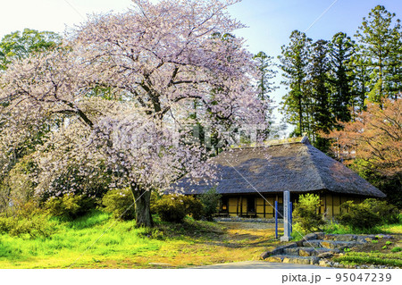 古民家に咲く桜 古民家に咲く桜 95047239