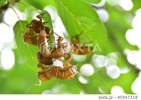 蝉の抜け殻 95047318