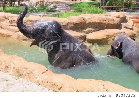 【山口県】プールで水遊びする仲良しスリランカゾウ 95047375