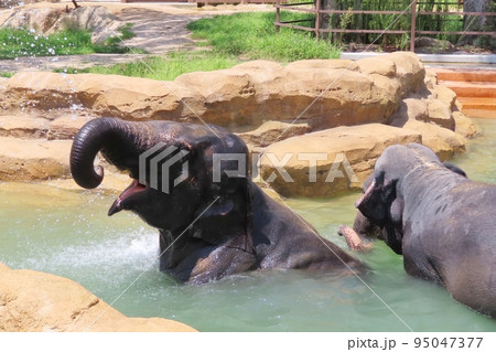 【山口県】プールで水遊びする仲良しスリランカゾウ 【山口県】プールで水遊びする仲良しスリランカゾウ 95047377