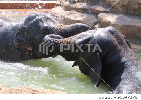 【山口県】プールで水遊びする仲良しスリランカゾウ 【山口県】プールで水遊びする仲良しスリランカゾウ 95047378