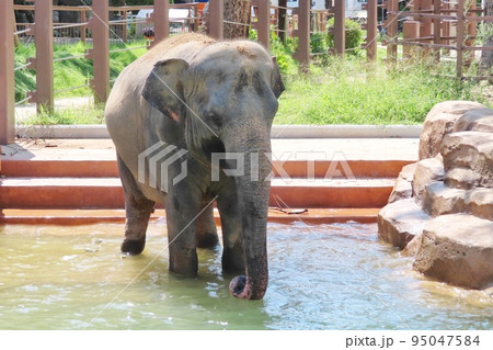 【山口県】プールに入るスリランカゾウ 95047584
