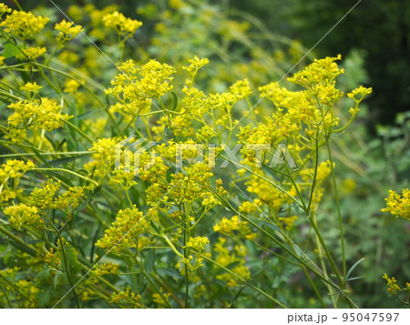 オミナエシ 95047597