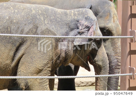 【山口県】泥遊びする仲良しスリランカゾウ 95047649
